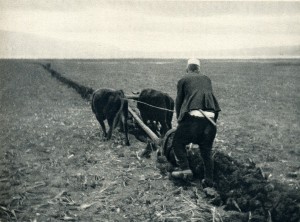 GM078: Ploughing on the banks of Lake Ohrid near Pogradec (Photo: Giuseppe Massani, 1940).