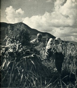 GM070: Harvesting corn near Elbasan (Photo: Giuseppe Massani, 1940).